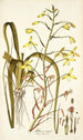 Albuca major - Nikolaus Joseph Freiherr von Jacquin — weergave van het kunstwerk