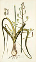 Albuca setosa - Nikolaus Joseph Freiherr von Jacquin — weergave van het kunstwerk