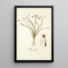 Albuca spiralis - Nikolaus Joseph Freiherr von Jacquin — ingelijst kunstwerk aan de muur