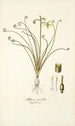 Albuca spiralis - Nikolaus Joseph Freiherr von Jacquin — weergave van het kunstwerk