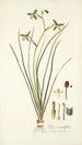 Albuca viridiflora - Nikolaus Joseph Freiherr von Jacquin — weergave van het kunstwerk