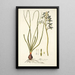 Albuca viscosa - Nikolaus Joseph Freiherr von Jacquin — ingelijst kunstwerk aan de muur