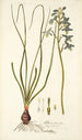 Albuca viscosa - Nikolaus Joseph Freiherr von Jacquin — weergave van het kunstwerk