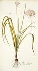 Allium illyricum - Nikolaus Joseph Freiherr von Jacquin — weergave van het kunstwerk