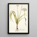 Allium illyricum - Nikolaus Joseph Freiherr von Jacquin — ingelijst kunstwerk aan de muur