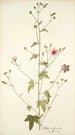Althaea narbonensis - Nikolaus Joseph Freiherr von Jacquin — weergave van het kunstwerk