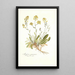 Alyssum gemonense - Nikolaus Joseph Freiherr von Jacquin — ingelijst kunstwerk aan de muur