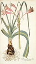 Amaryllis longifolia - Nikolaus Joseph Freiherr von Jacquin — weergave van het kunstwerk