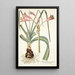 Amaryllis longifolia - Nikolaus Joseph Freiherr von Jacquin — ingelijst kunstwerk aan de muur