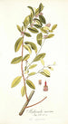 Andromeda coriacea - Nikolaus Joseph Freiherr von Jacquin — weergave van het kunstwerk