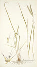 Andropogon distachyos - Nikolaus Joseph Freiherr von Jacquin — weergave van het kunstwerk