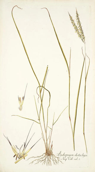Nikolaus Joseph Freiherr von Jacquin - Andropogon distachyos.webp