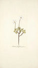 Anemone fragifera - Nikolaus Joseph Freiherr von Jacquin — weergave van het kunstwerk