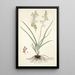 Anthericum bipedunculatum - Nikolaus Joseph Freiherr von Jacquin — ingelijst kunstwerk aan de muur