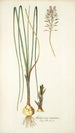 Anthericum exuviatum - Nikolaus Joseph Freiherr von Jacquin — weergave van het kunstwerk