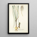 Anthericum exuviatum - Nikolaus Joseph Freiherr von Jacquin — ingelijst kunstwerk aan de muur