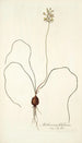 Anthericum filifolium - Nikolaus Joseph Freiherr von Jacquin — weergave van het kunstwerk