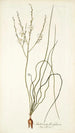 Anthericum flexifolium - Nikolaus Joseph Freiherr von Jacquin — weergave van het kunstwerk