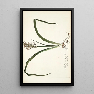 Nikolaus Joseph Freiherr von Jacquin - Anthericum hispidum.webp