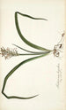 Anthericum hispidum - Nikolaus Joseph Freiherr von Jacquin — weergave van het kunstwerk