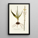 Anthericum latifolium - Nikolaus Joseph Freiherr von Jacquin — ingelijst kunstwerk aan de muur