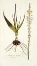 Anthericum latifolium - Nikolaus Joseph Freiherr von Jacquin — weergave van het kunstwerk