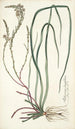 Anthericum longifolium - Nikolaus Joseph Freiherr von Jacquin — weergave van het kunstwerk