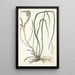 Anthericum longifolium - Nikolaus Joseph Freiherr von Jacquin — ingelijst kunstwerk aan de muur