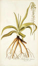 Anthericum nutans - Nikolaus Joseph Freiherr von Jacquin — weergave van het kunstwerk