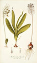 Anthericum physodes - Nikolaus Joseph Freiherr von Jacquin — weergave van het kunstwerk