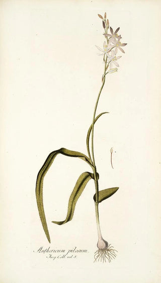 Nikolaus Joseph Freiherr von Jacquin - Anthericum pilosum.webp