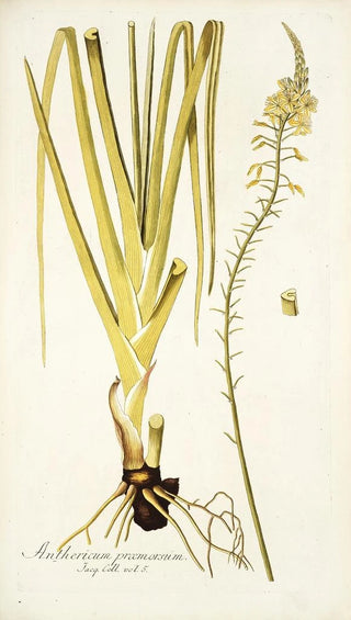 Nikolaus Joseph Freiherr von Jacquin - Anthericum praemorsum.webp