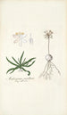 Anthericum pusillum - Nikolaus Joseph Freiherr von Jacquin — weergave van het kunstwerk