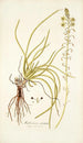 Anthericum rostratum - Nikolaus Joseph Freiherr von Jacquin — weergave van het kunstwerk
