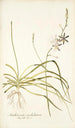 Anthericum undulatum - Nikolaus Joseph Freiherr von Jacquin — weergave van het kunstwerk