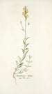 Antirrhinum hirtum - Nikolaus Joseph Freiherr von Jacquin — weergave van het kunstwerk