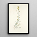 Antirrhinum hirtum - Nikolaus Joseph Freiherr von Jacquin — ingelijst kunstwerk aan de muur