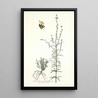 Nikolaus Joseph Freiherr von Jacquin - Antirrhinum parviflorum.webp