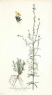 Antirrhinum parviflorum - Nikolaus Joseph Freiherr von Jacquin — weergave van het kunstwerk