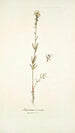 Antirrhinum versicolor - Nikolaus Joseph Freiherr von Jacquin — weergave van het kunstwerk