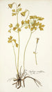 Aquilegia viridiflora - Nikolaus Joseph Freiherr von Jacquin — weergave van het kunstwerk