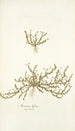 Arenaria biflora - Nikolaus Joseph Freiherr von Jacquin — weergave van het kunstwerk