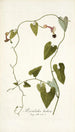Aristolochia barbata - Nikolaus Joseph Freiherr von Jacquin — weergave van het kunstwerk