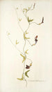 Aristolochia bilobata - Nikolaus Joseph Freiherr von Jacquin — weergave van het kunstwerk