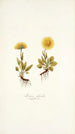 Arnica glacialis - Nikolaus Joseph Freiherr von Jacquin | Reproduction — weergave van het kunstwerk