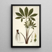 Arum helleborifolium - Nikolaus Joseph Freiherr von Jacquin — ingelijst kunstwerk aan de muur