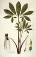 Arum helleborifolium - Nikolaus Joseph Freiherr von Jacquin — weergave van het kunstwerk