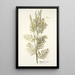 Astragalus asper - Nikolaus Joseph Freiherr von Jacquin — ingelijst kunstwerk aan de muur