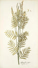 Astragalus asper - Nikolaus Joseph Freiherr von Jacquin — weergave van het kunstwerk