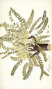 Astragalus exscapus - Nikolaus Joseph Freiherr von Jacquin — weergave van het kunstwerk